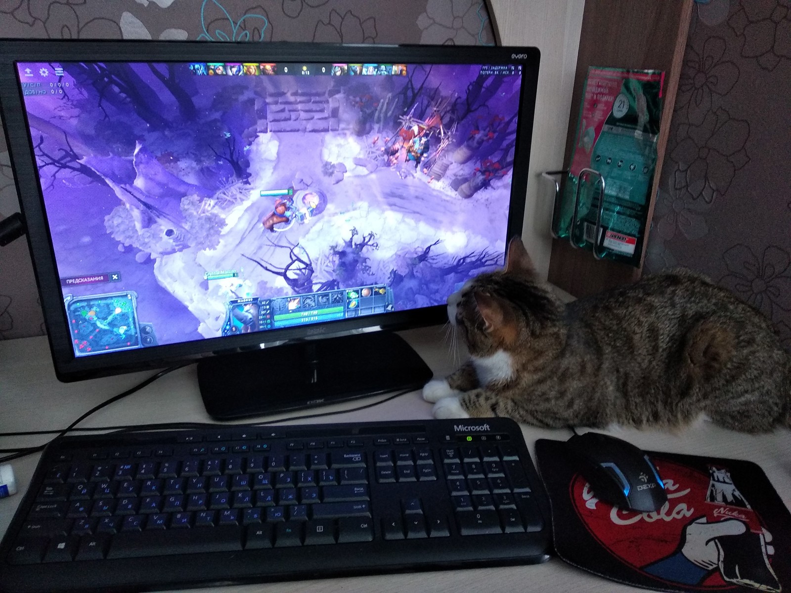 A little cat and Dota2) - My, Dota 2, cat