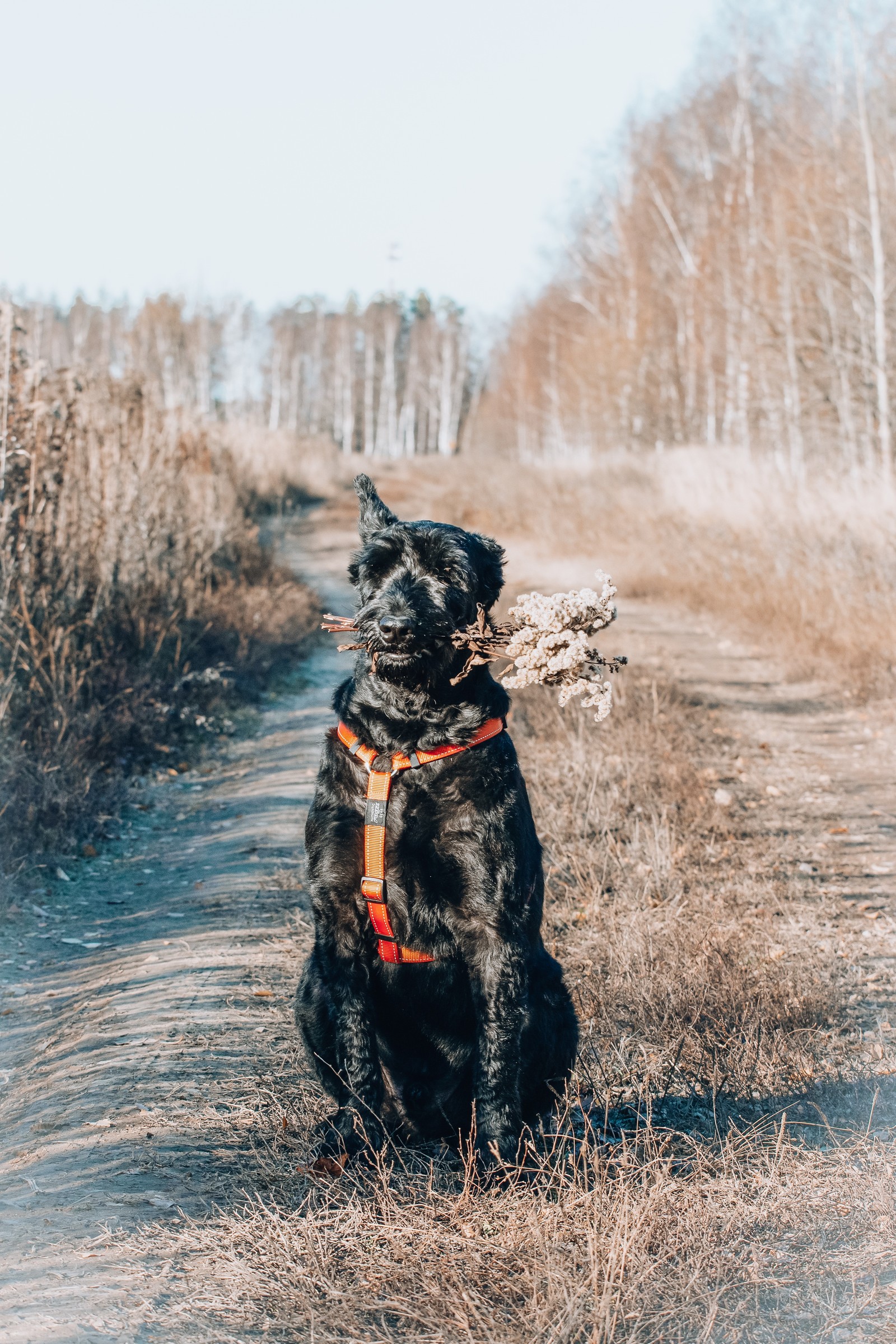 I will bring you flowers - My, Dog, The photo, Giant schnauzer, Longpost