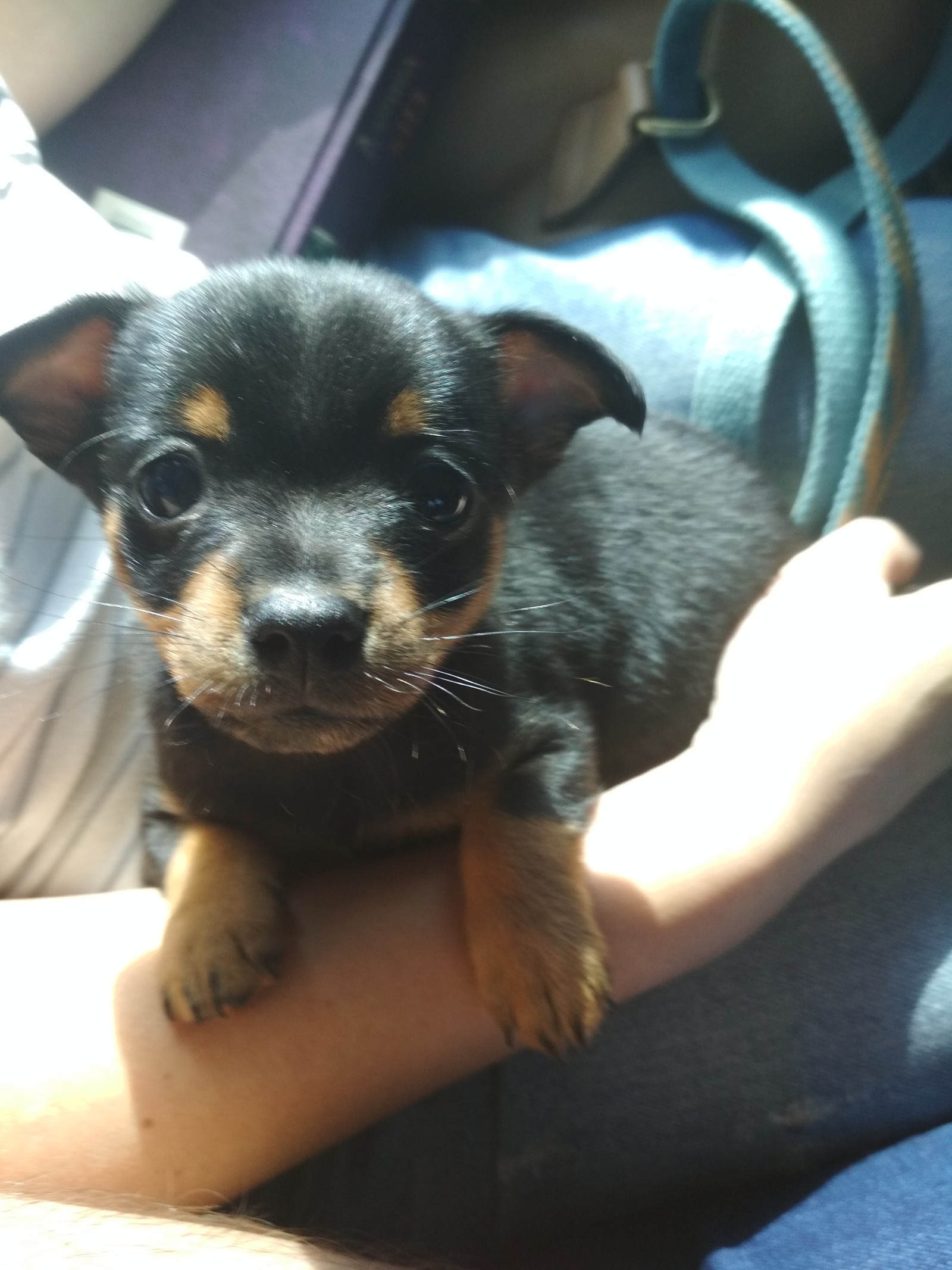 Miracle in a bag - My, Puppies, Drive, Toy Terrier