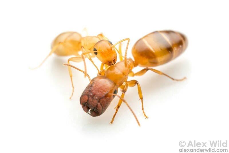 Ants plugs - Ants, Insects, Interesting, Longpost, , Informative