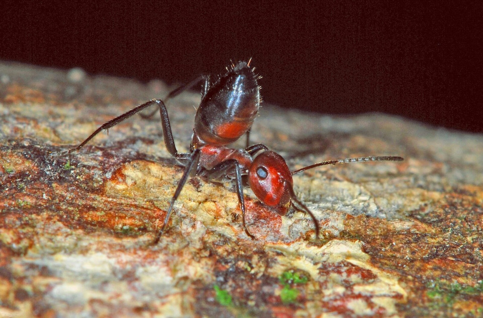 Ants plugs - Ants, Insects, Interesting, Longpost, , Informative