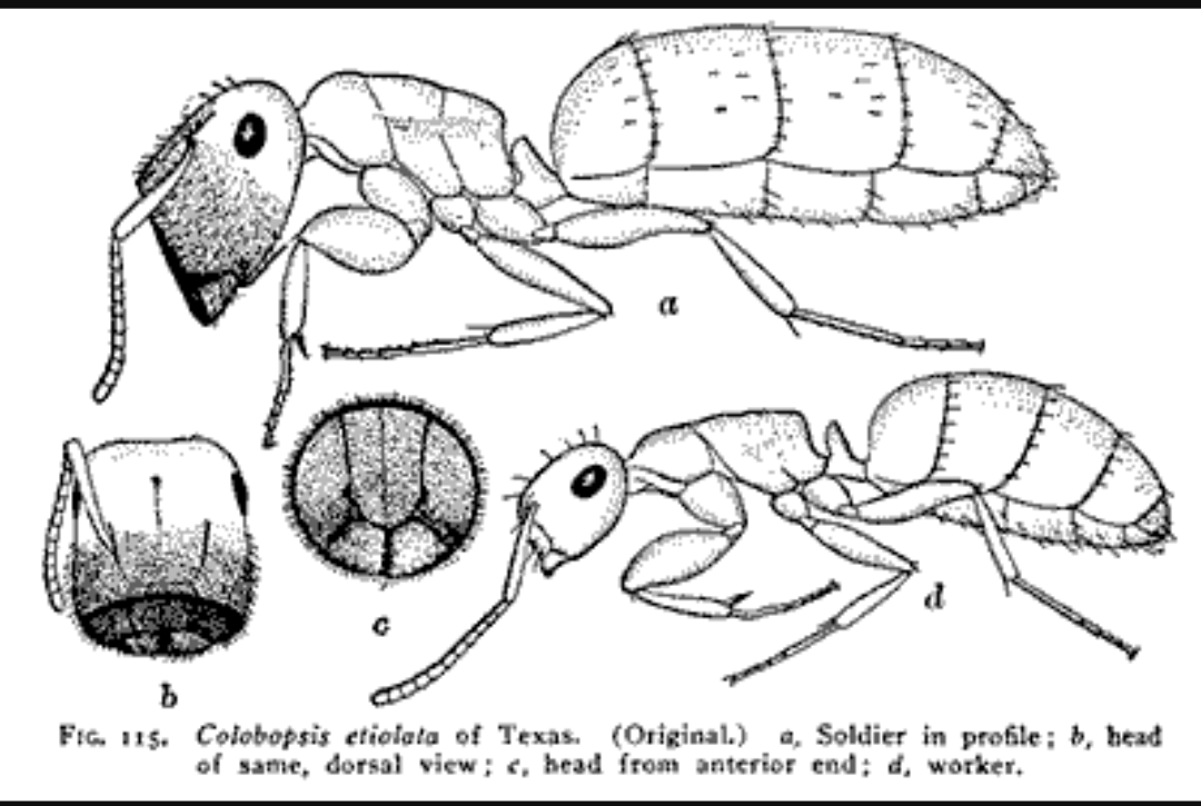 Ants plugs - Ants, Insects, Interesting, Longpost, , Informative