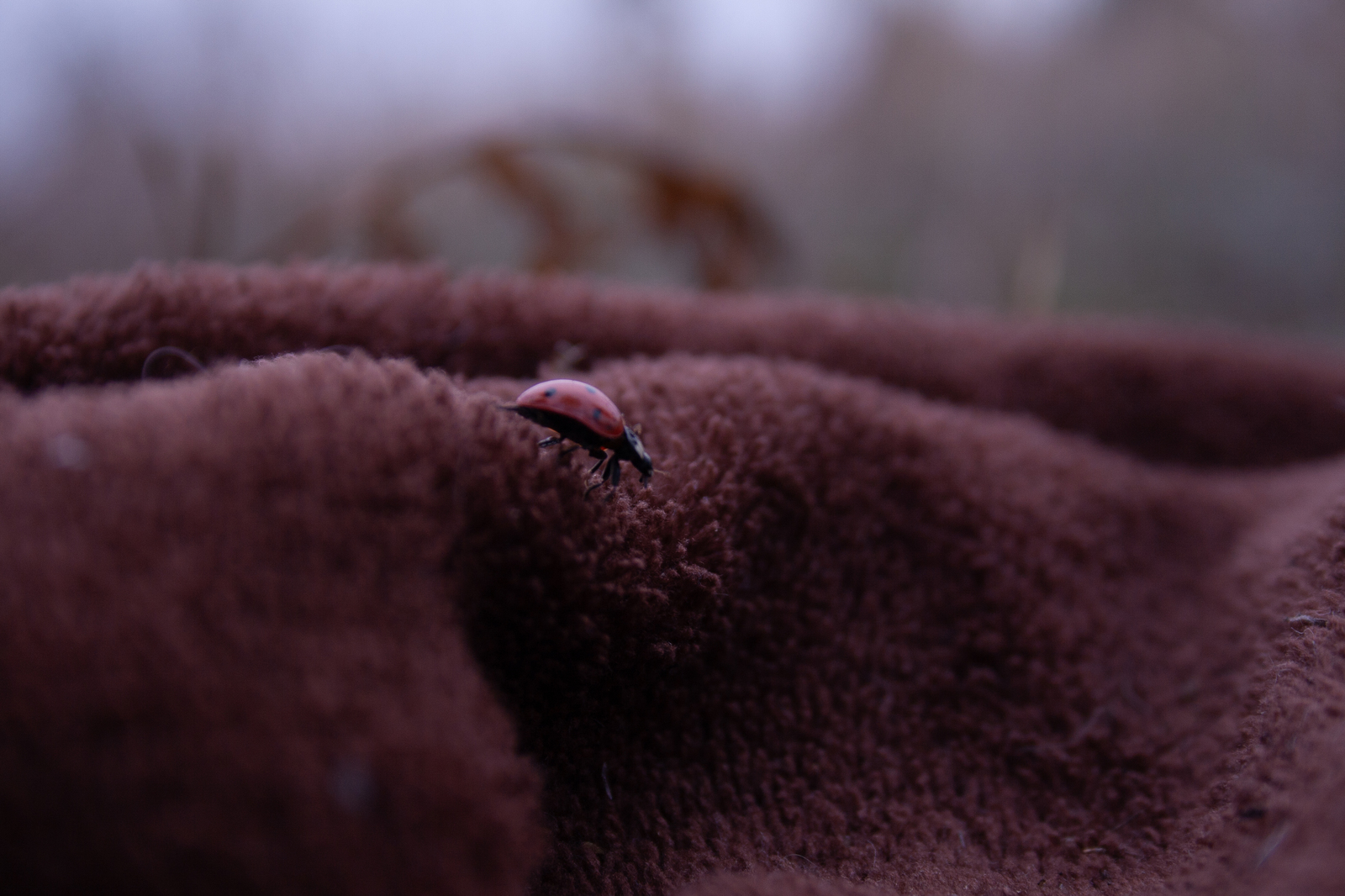 Ladybug Adventure - My, Beginning photographer, I want criticism, ladybug, Canon, Longpost