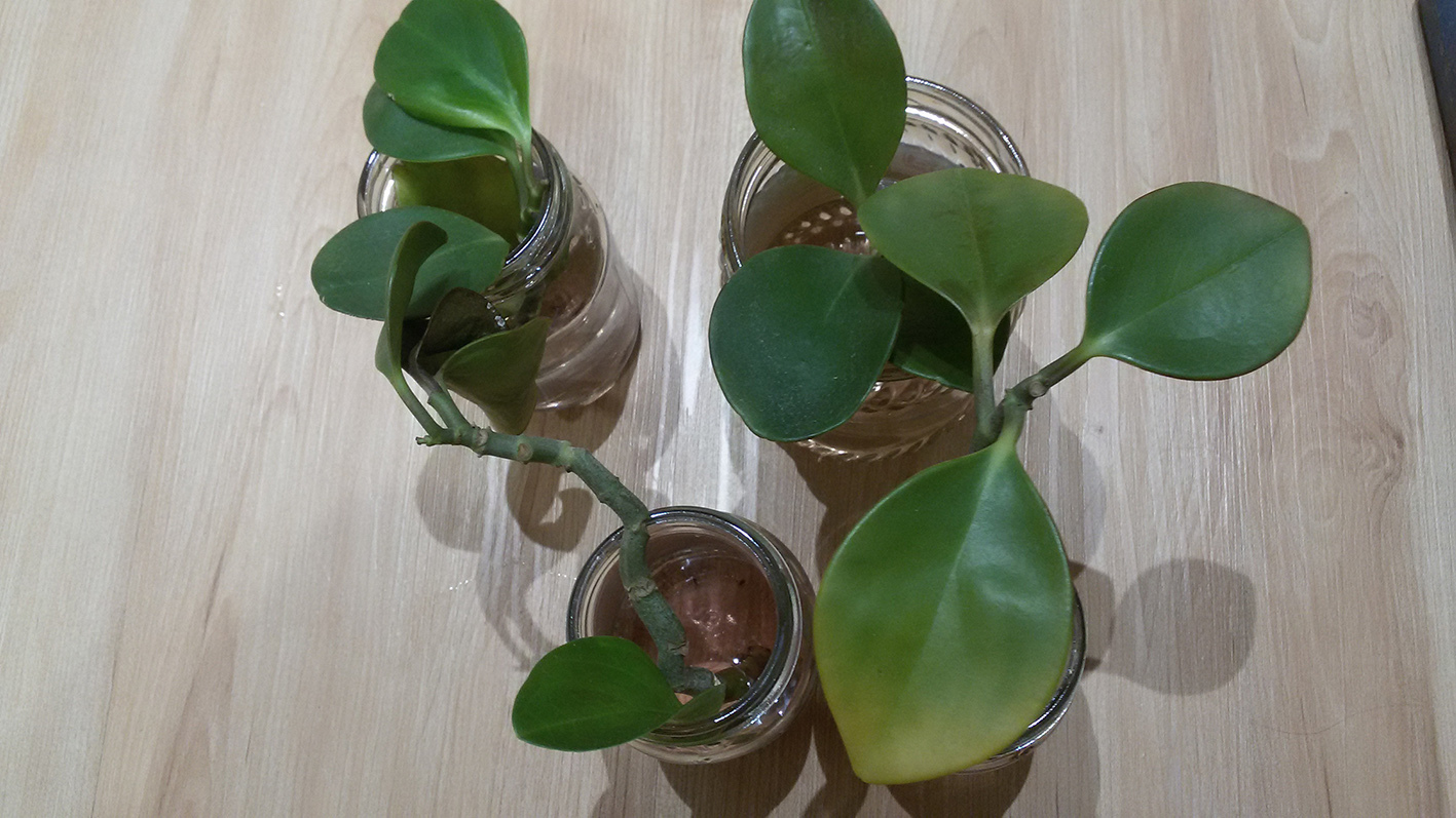 HELP THE PLANT GET OUT (PART 2) - My, Help, Plants, Need advice, Peperomia, Longpost