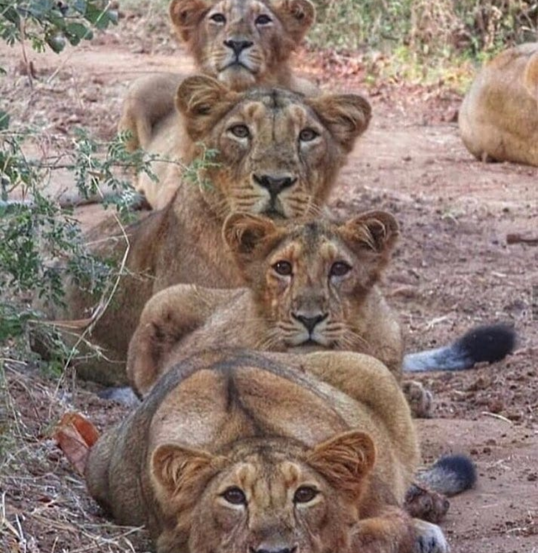 Lion round dance - Animals, Cat family, a lion