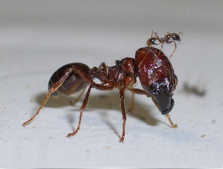 Ants tanks - Ants, Insects, , Interesting, Informative, GIF, Longpost