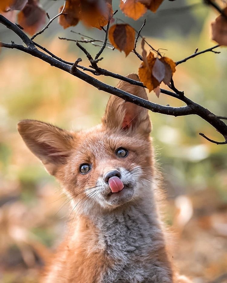 Here is how I can - Fox, The photo, Ossi Saarinen, Milota