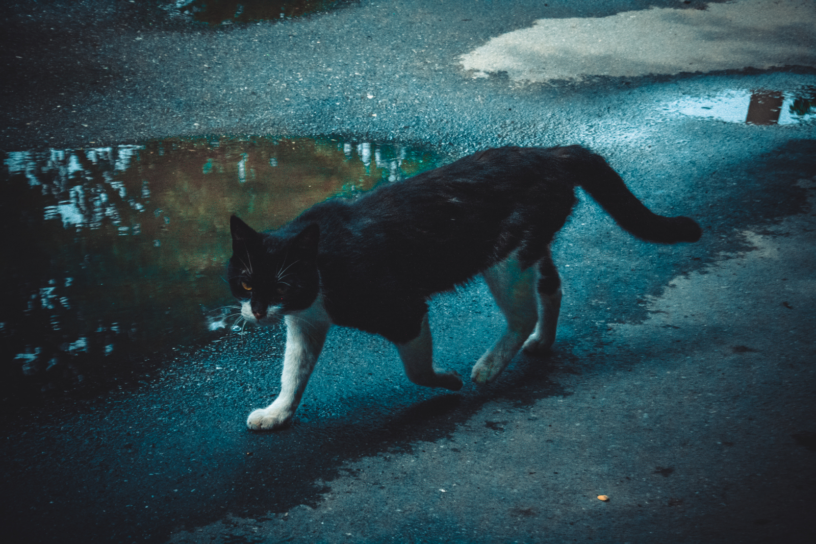 Atmospheric stray cat - My, cat, Brutality, Catomafia