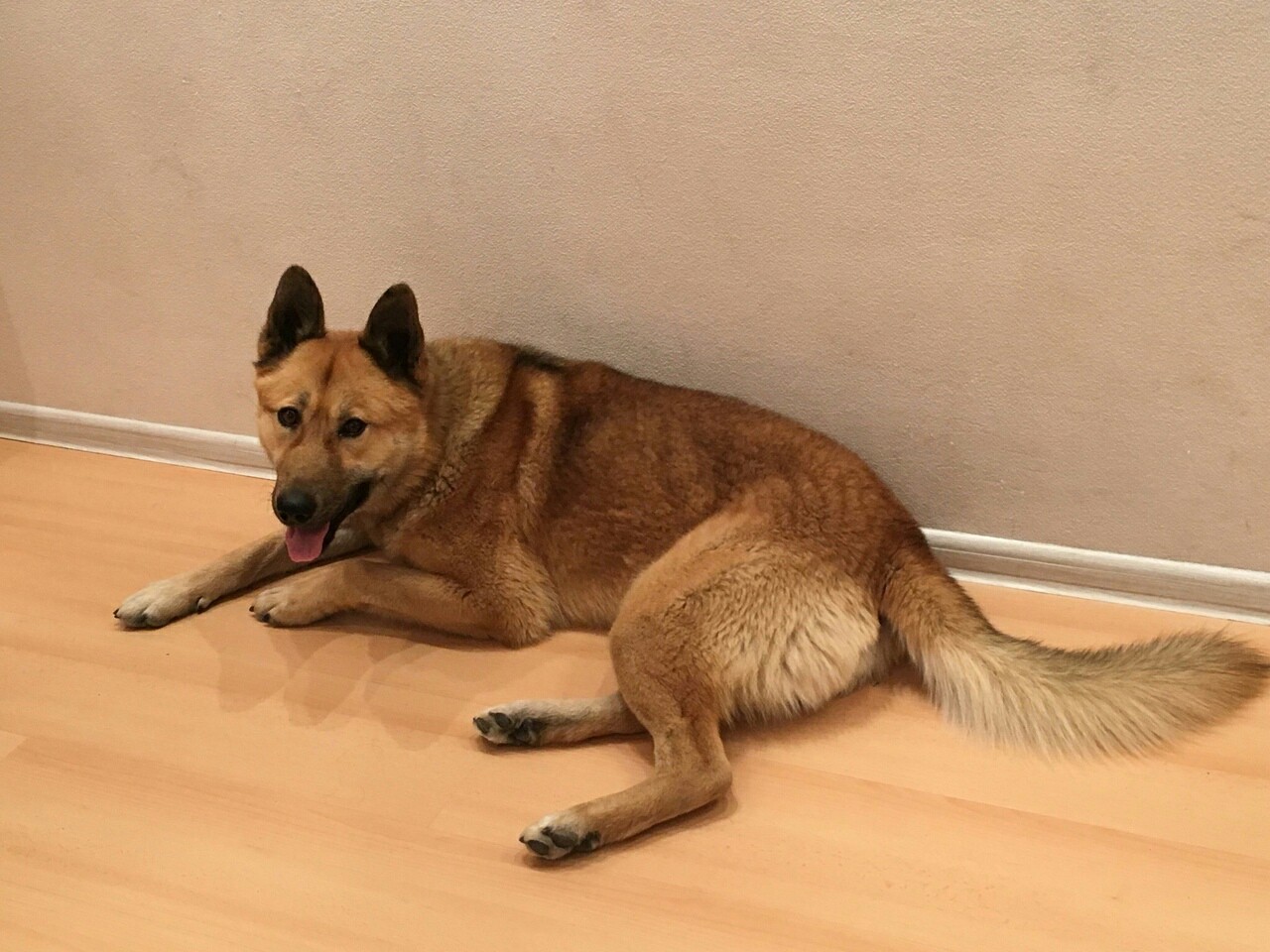 Dog in good hands, Yekaterinburg - No rating, In good hands, Dog, Looking for a home, Longpost, Yekaterinburg