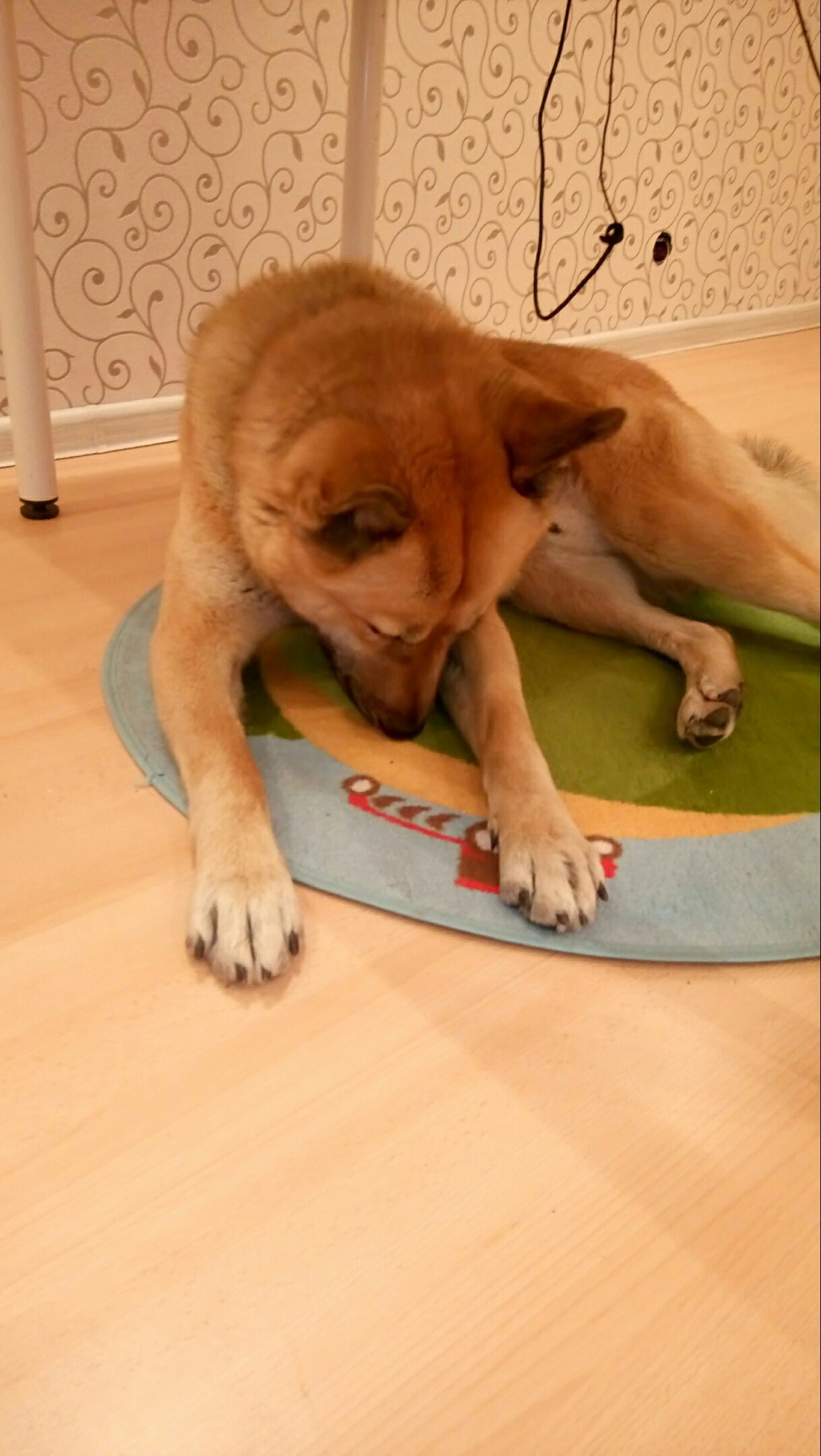 Dog in good hands, Yekaterinburg - No rating, In good hands, Dog, Looking for a home, Longpost, Yekaterinburg