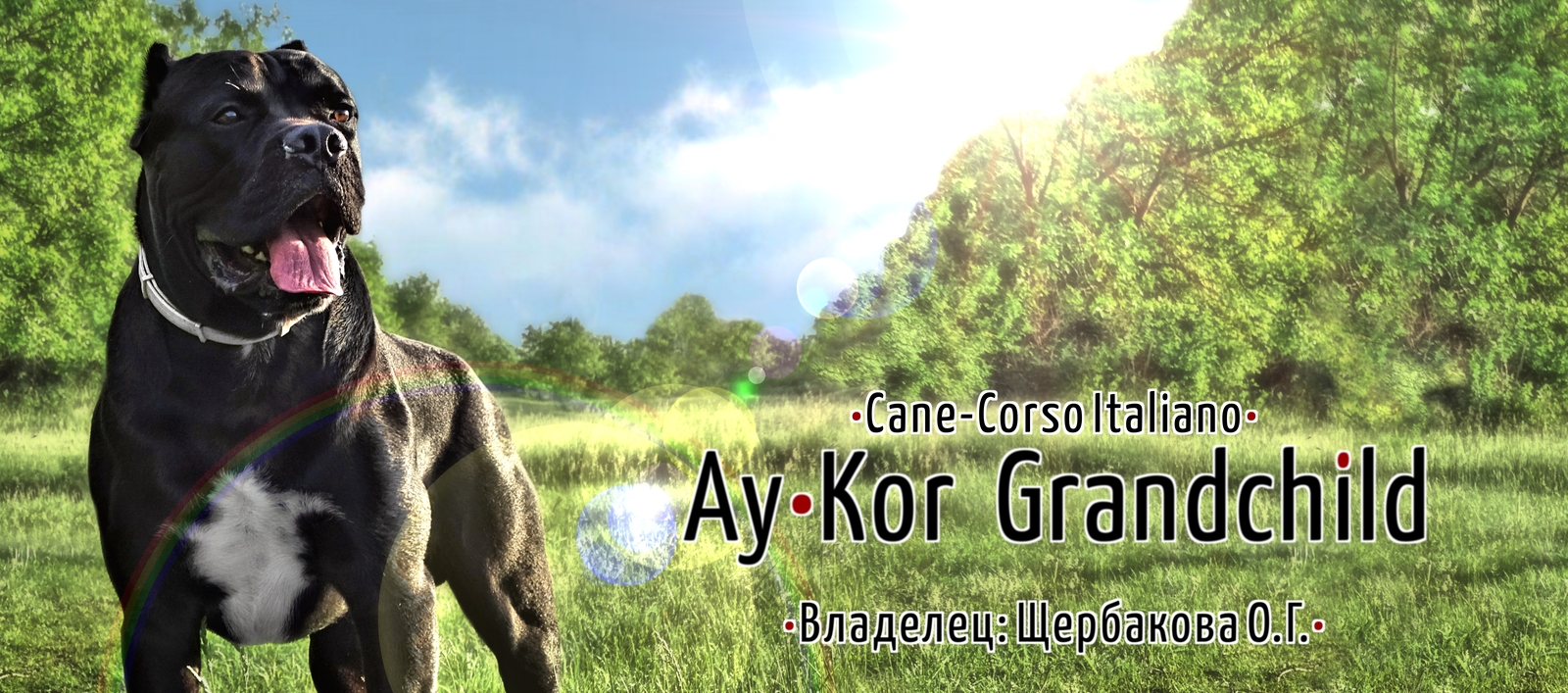 Banner in the header of the kennel site. - My, Dog, Cane Corso, Site, Banner