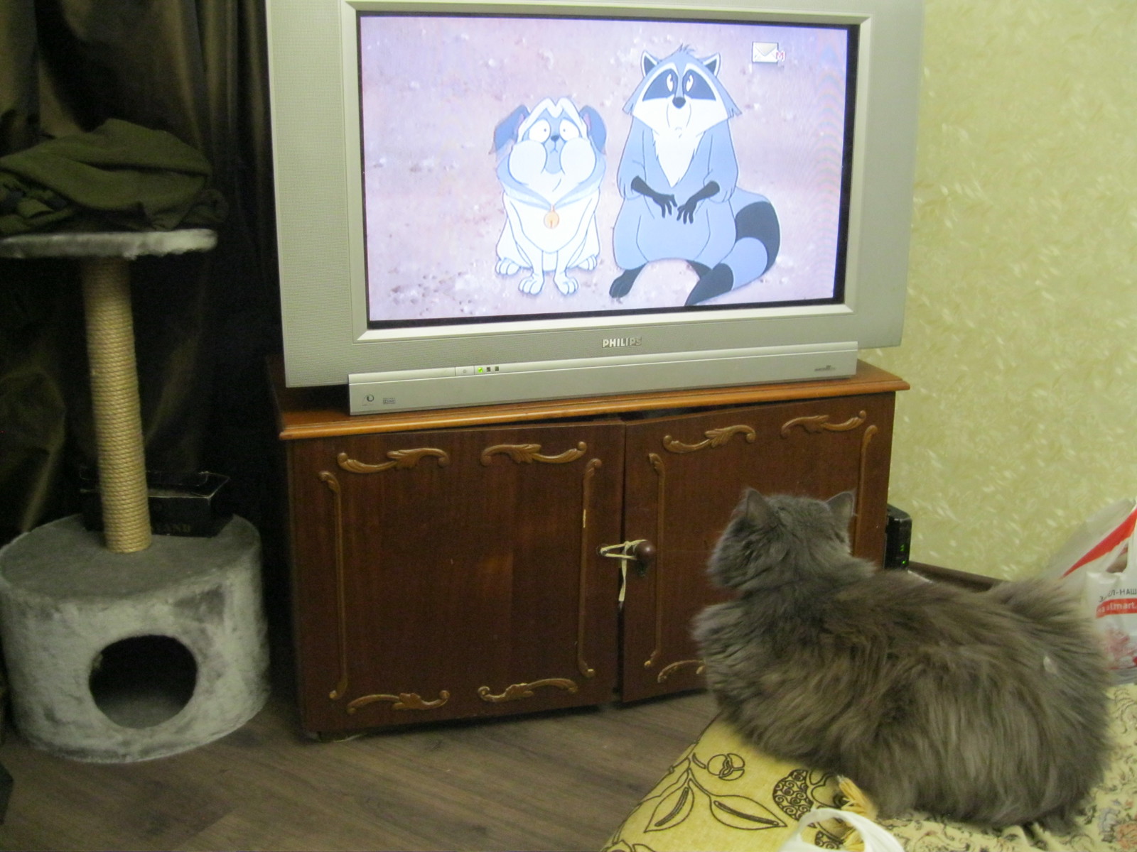 Mavruha is watching TV - My, cat, TV set