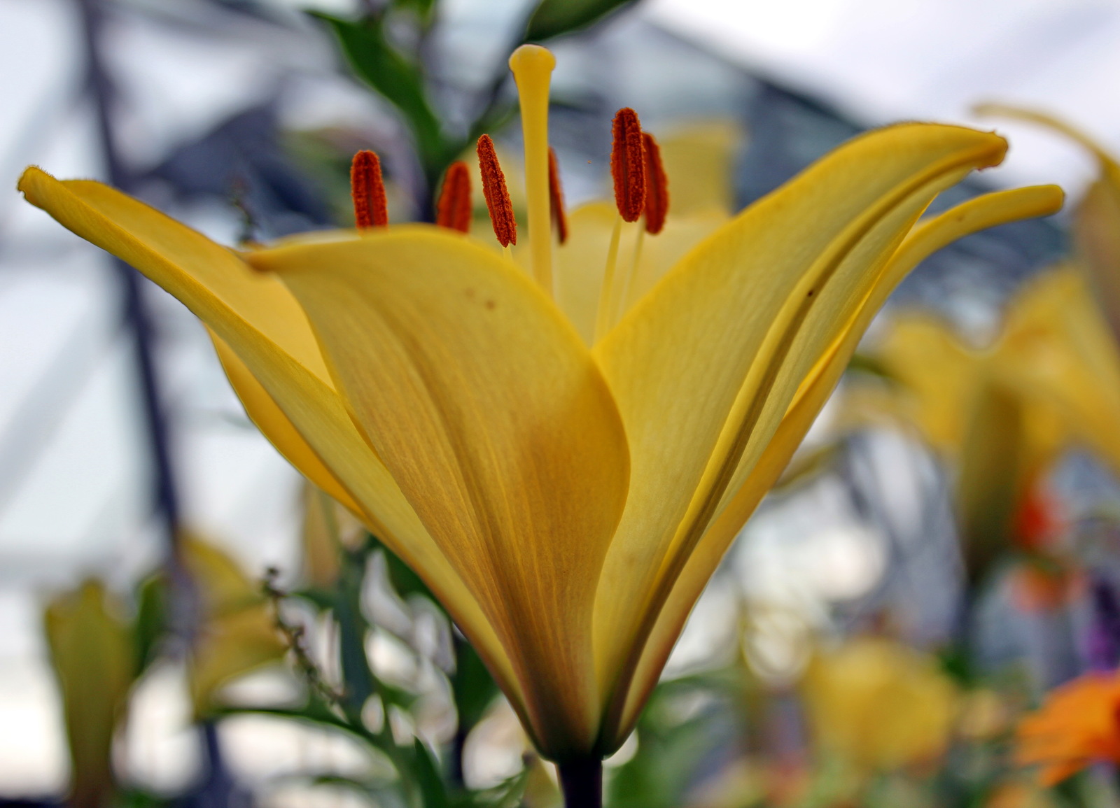 Flowers #4. - My, Flowers, Lily, Garden, Garden, Ural, Yekaterinburg, Longpost