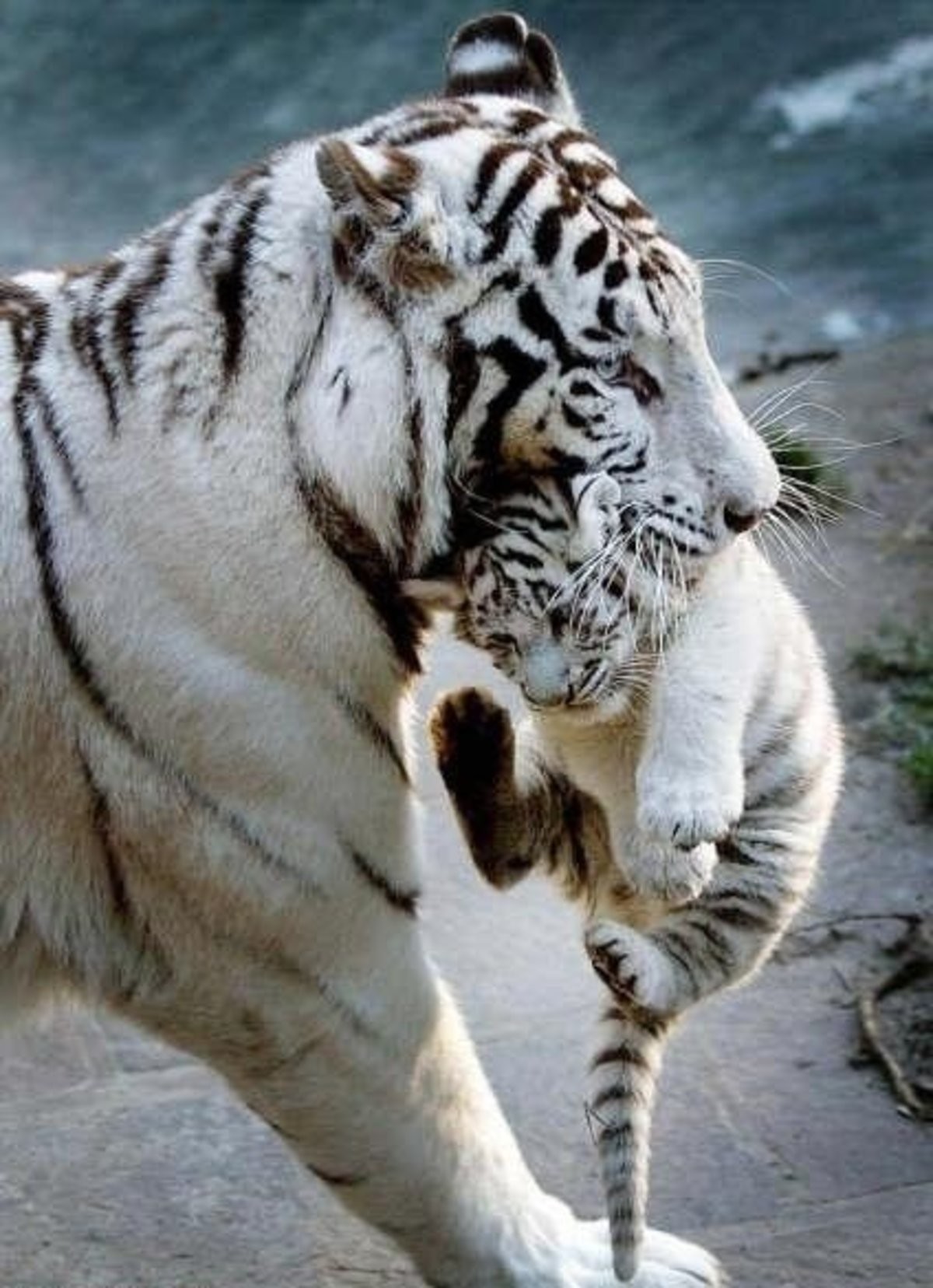 Little prankster - Tiger, Nature, cat