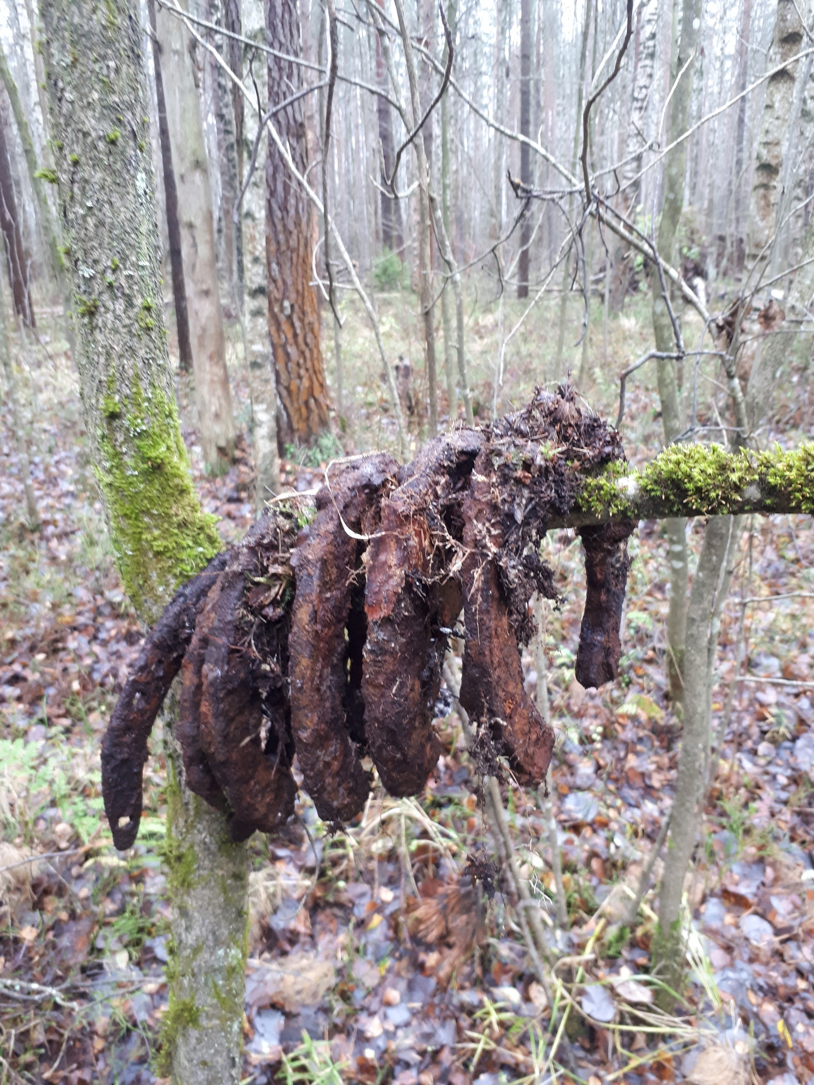 Walk through the autumn forest with a metal detector - My, Search, Find, Forest, Longpost