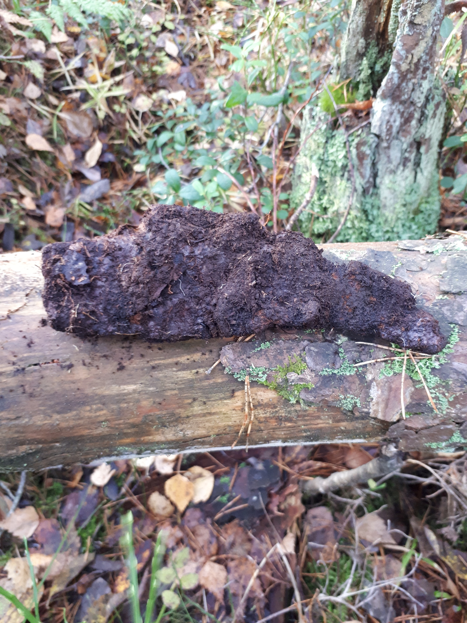 Walk through the autumn forest with a metal detector - My, Search, Find, Forest, Longpost