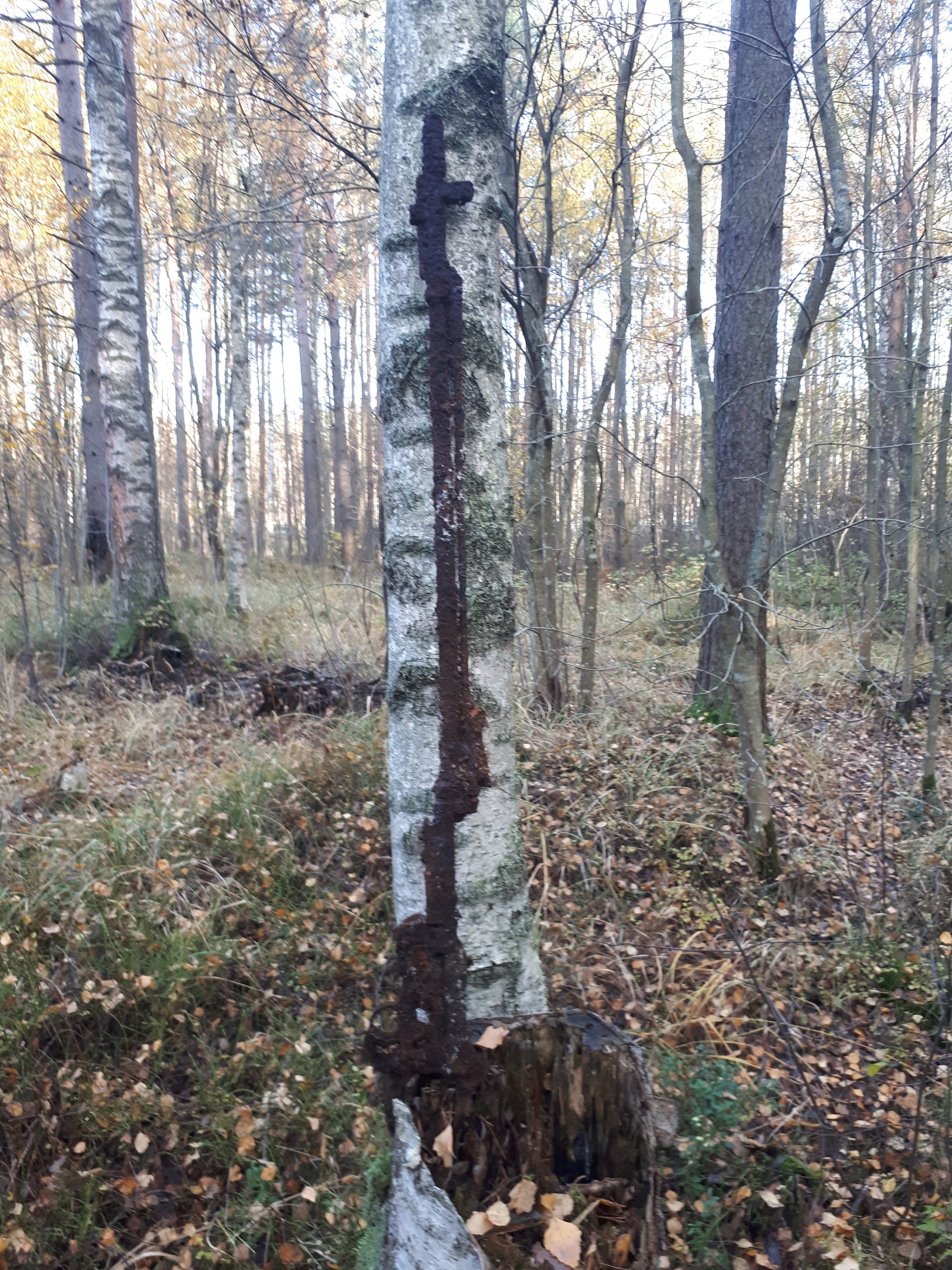 Walk through the autumn forest with a metal detector - My, Search, Find, Forest, Longpost