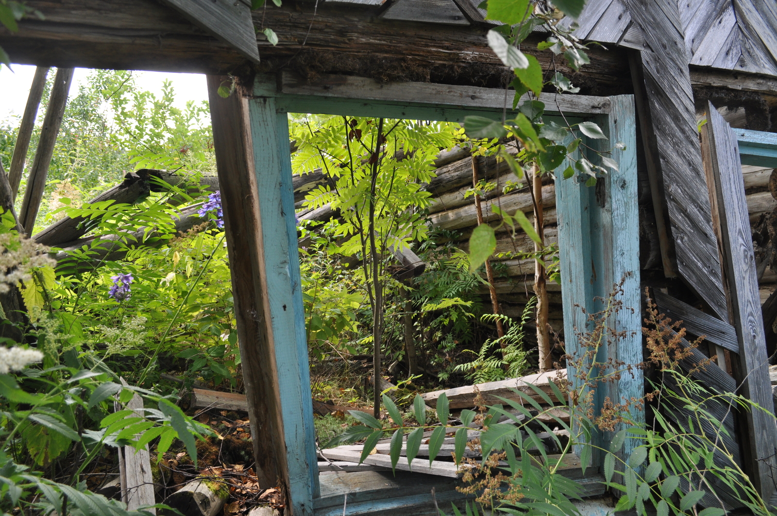 A trip to an abandoned horticulture - My, Ural, Sarana, Gardening, Urbanfact, Nature, Longpost