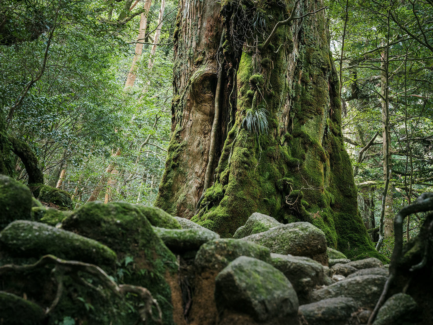 Forest on Yakushima Island - Japan, , , Forest, beauty of nature, Inspiration, Hayao Miyazaki, Longpost