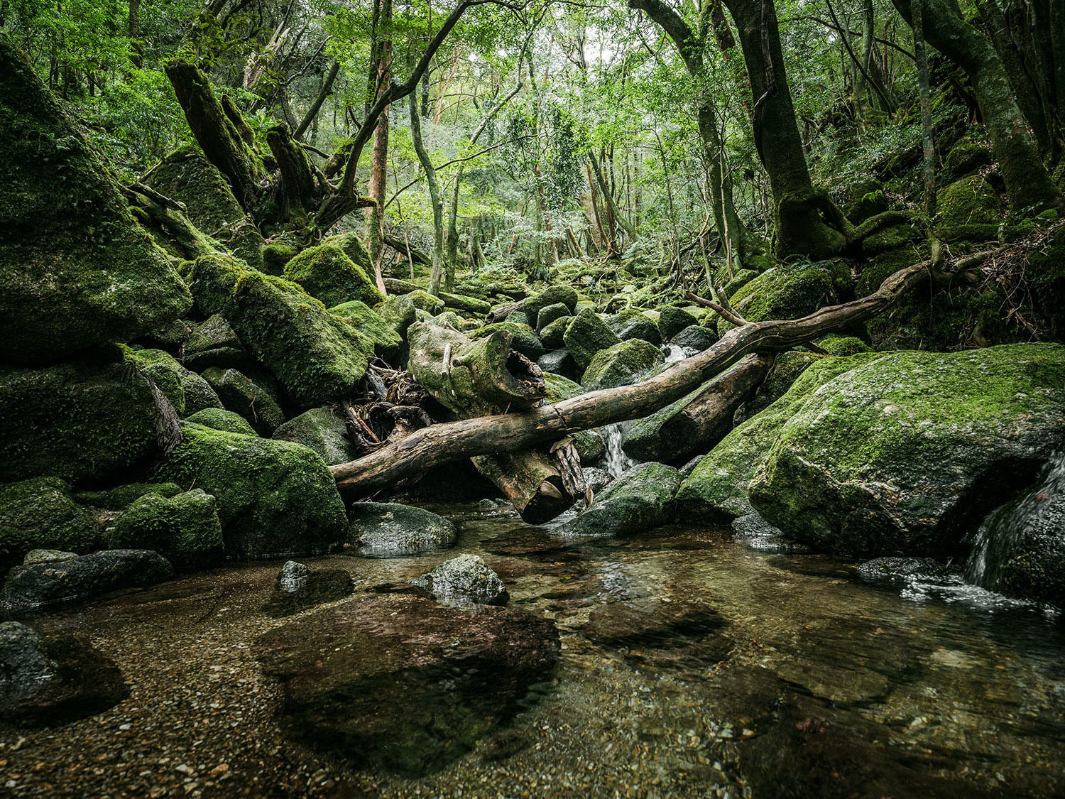 Forest on Yakushima Island - Japan, , , Forest, beauty of nature, Inspiration, Hayao Miyazaki, Longpost