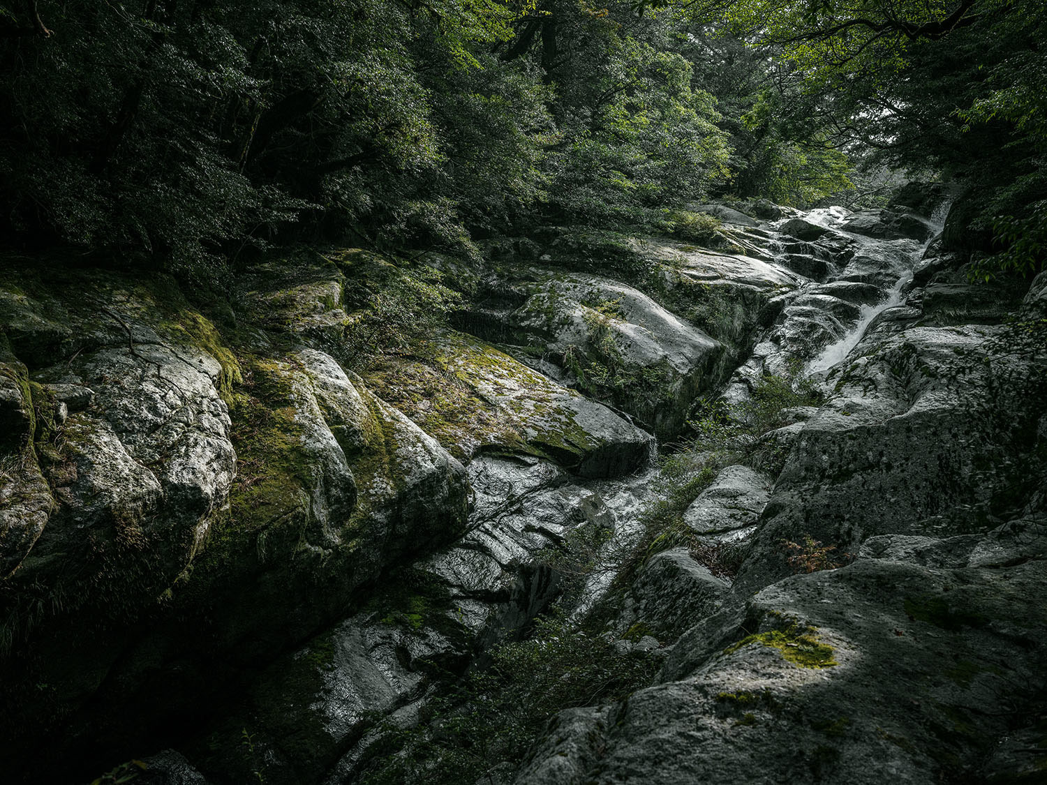 Forest on Yakushima Island - Japan, , , Forest, beauty of nature, Inspiration, Hayao Miyazaki, Longpost