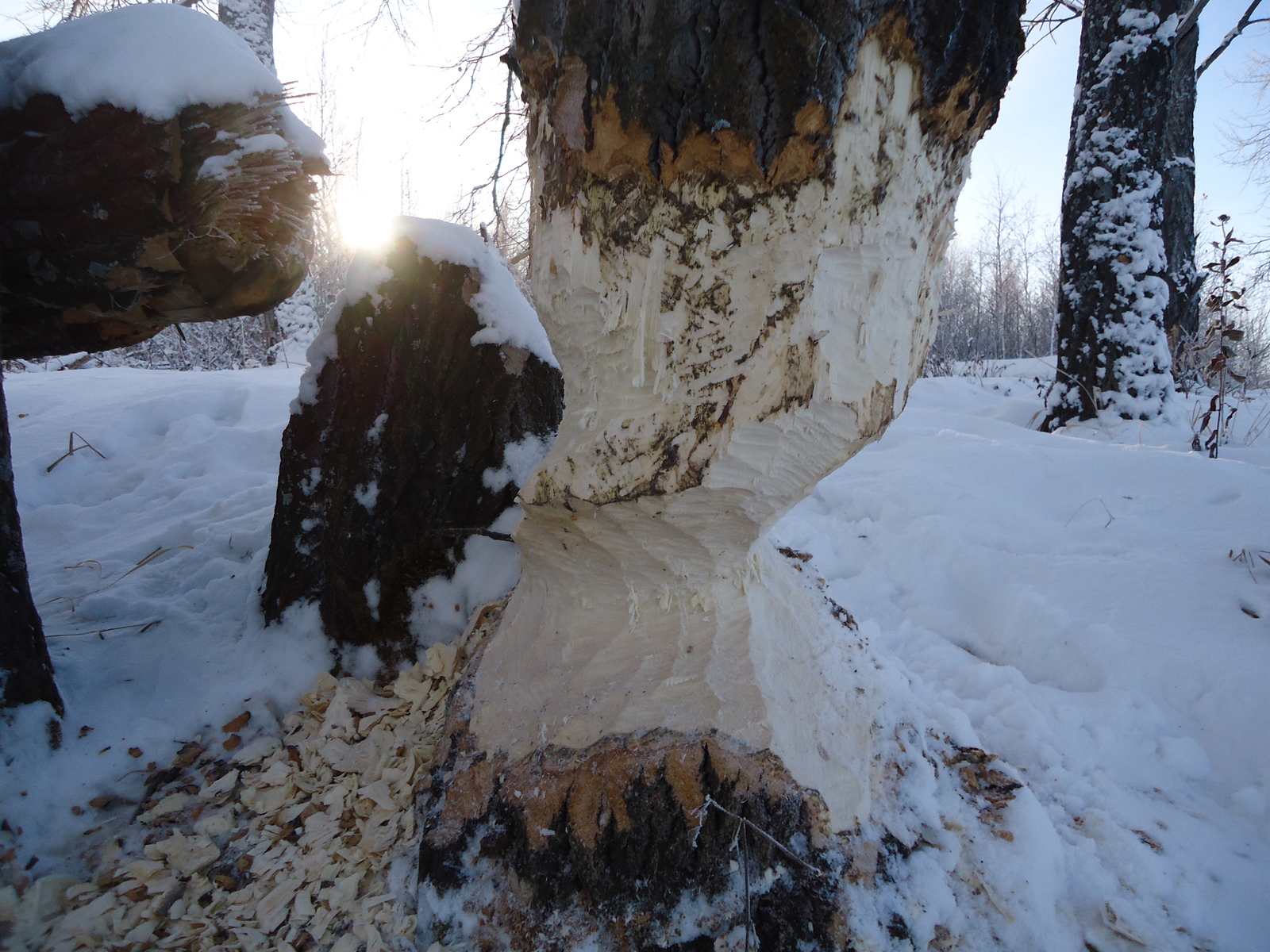 SkiIng - My, Skis, Winter, Beavers, Beginning photographer, Longpost