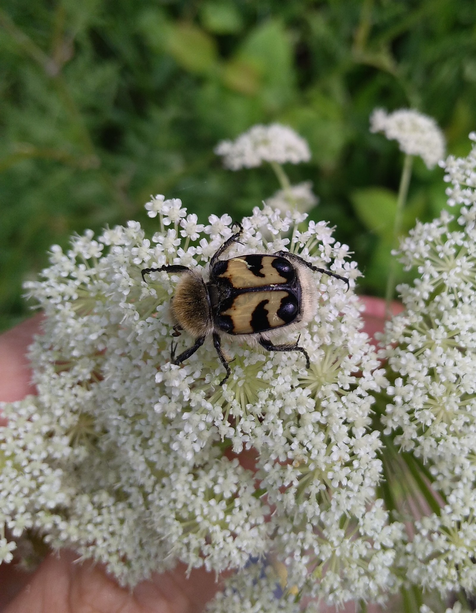 Miracles of mimicry - My, Nature, The photo, Insects, Chelyabinsk, Summer