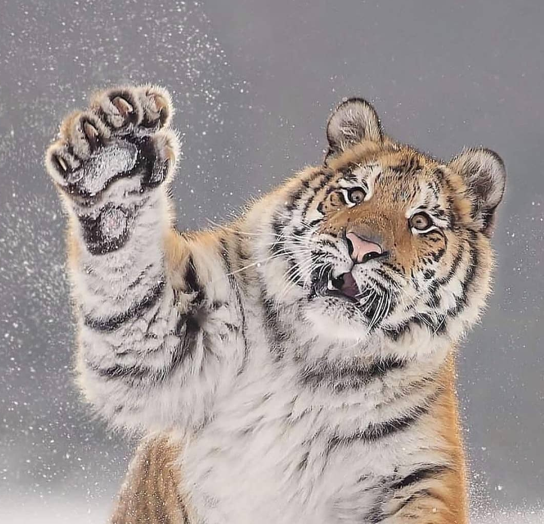 Catch the snowball - Tiger, Snow, The photo, Wild animals