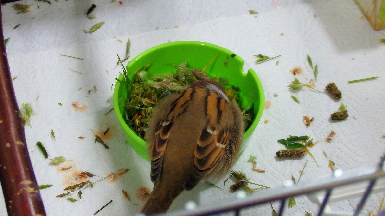 Salad mix for parrots. - My, Birds, A parrot, Corella, Nutrition, Greenery, , Longpost