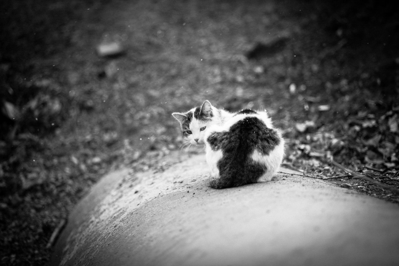 Kote - My, cat, Canon 5DM2, 85mm