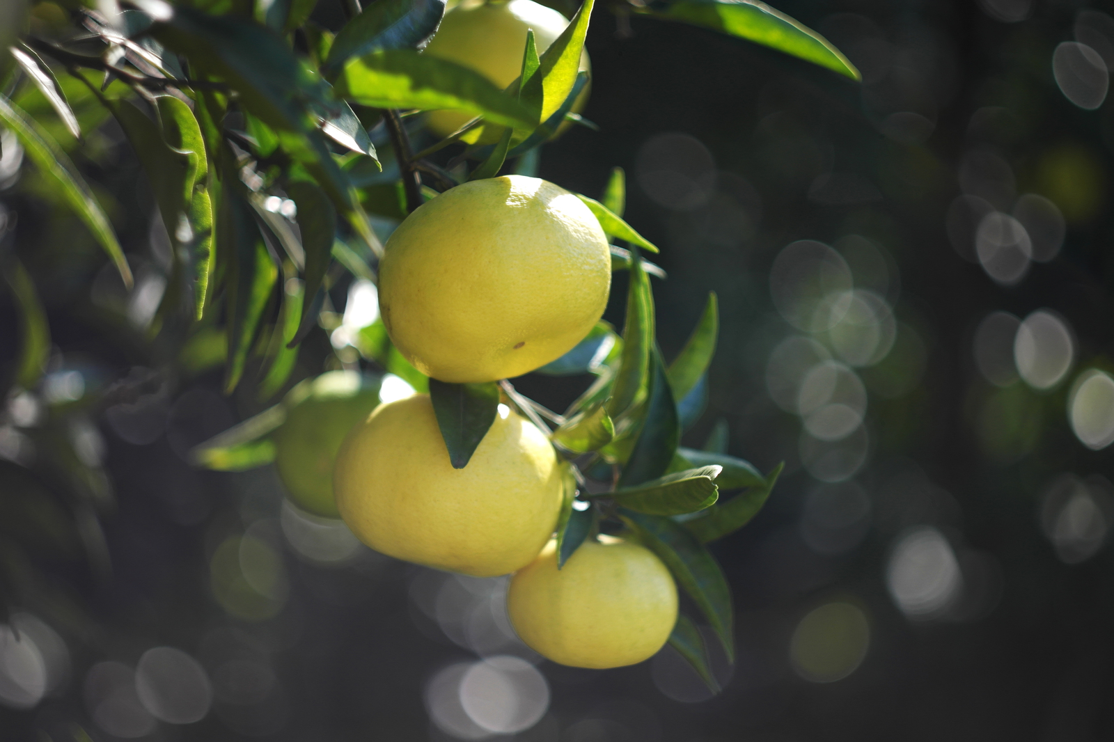 And Sochi is good! - My, Sochi, Abkhazia, Black Sea, October, Tangerines, Relaxation, Travels, Longpost