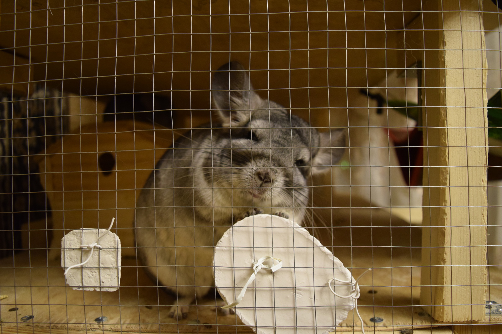 Chinchilla cuteness post. - My, Milota, Chinchilla, Pets, Fluffy, , Longpost