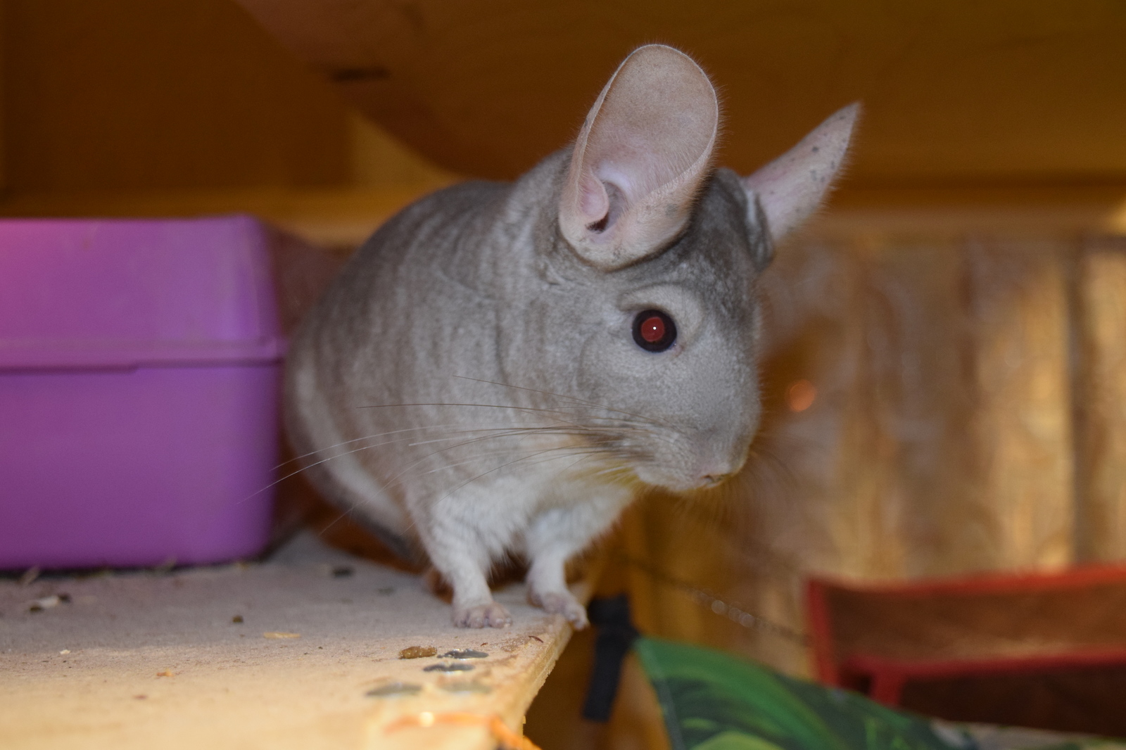 Chinchilla cuteness post. - My, Milota, Chinchilla, Pets, Fluffy, , Longpost