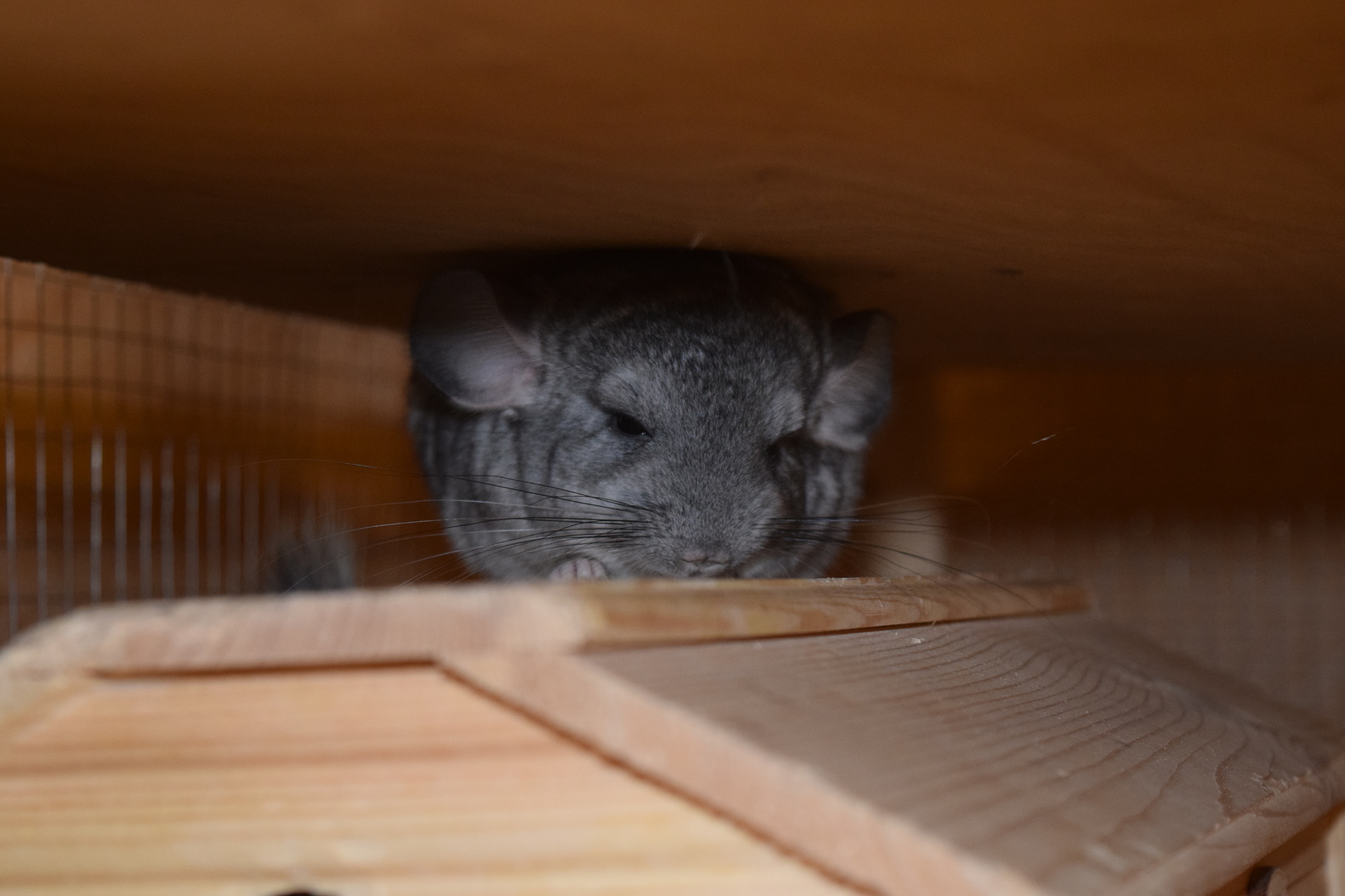 Chinchilla cuteness post. - My, Milota, Chinchilla, Pets, Fluffy, , Longpost