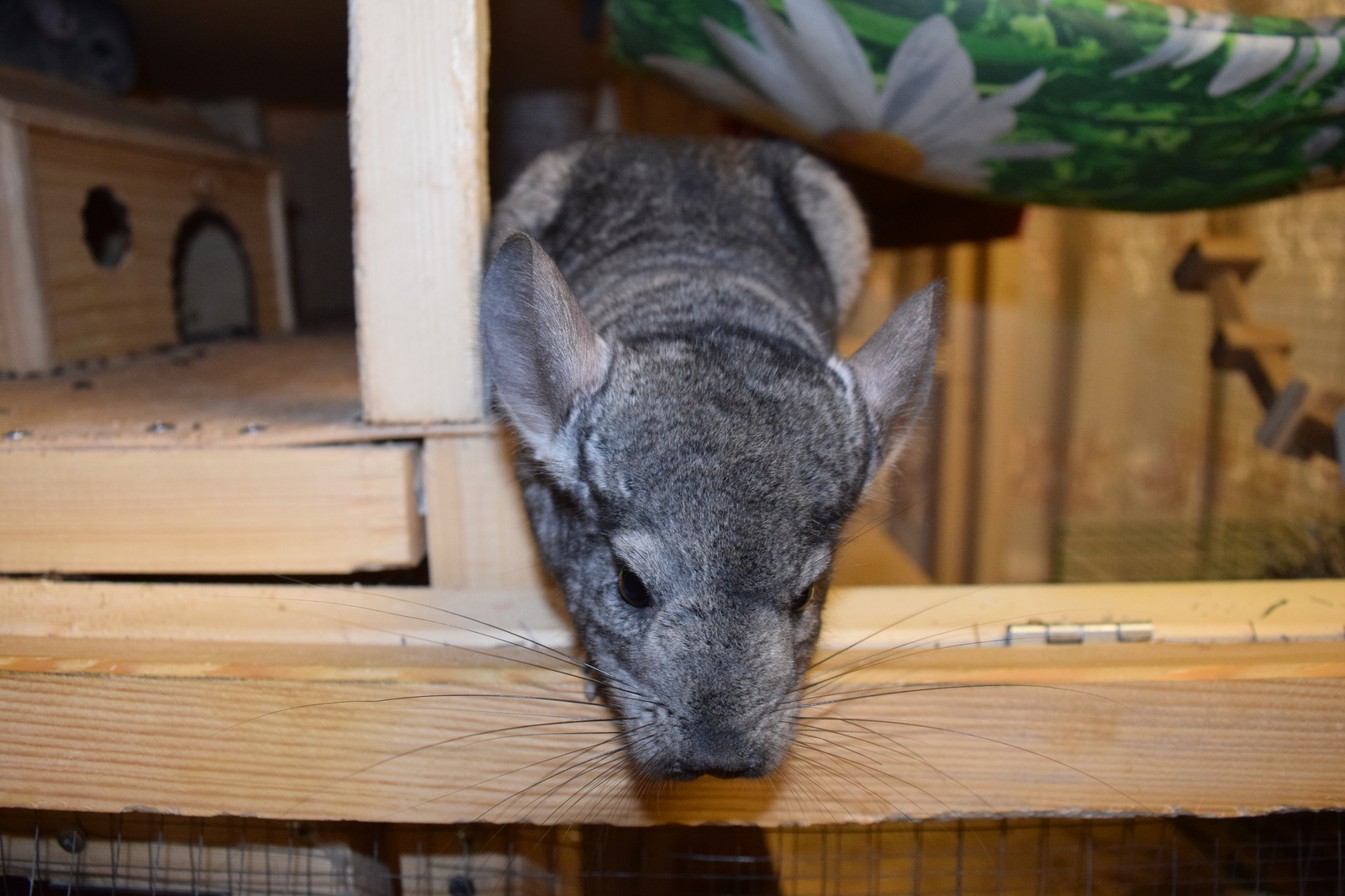 Chinchilla cuteness post. - My, Milota, Chinchilla, Pets, Fluffy, , Longpost