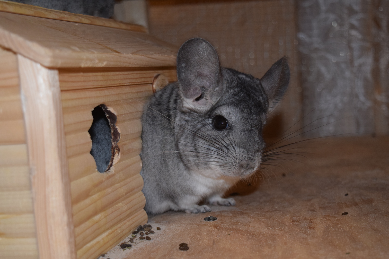 Chinchilla cuteness post. - My, Milota, Chinchilla, Pets, Fluffy, , Longpost