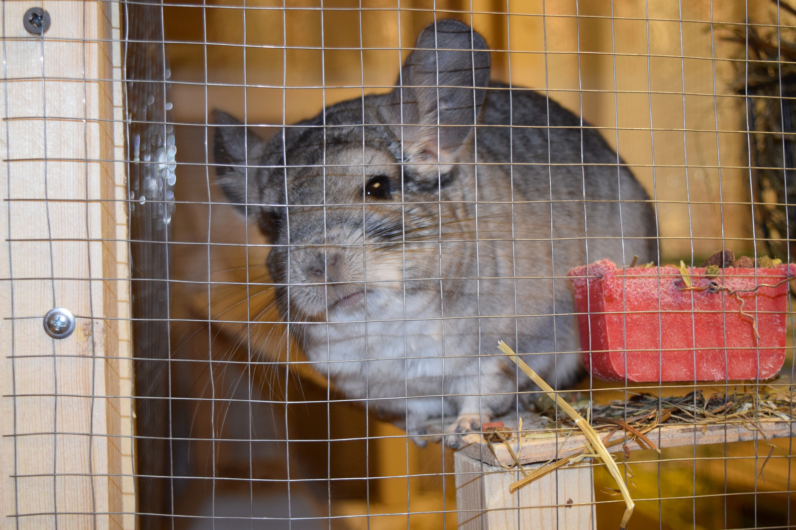 Chinchilla cuteness post. - My, Milota, Chinchilla, Pets, Fluffy, , Longpost