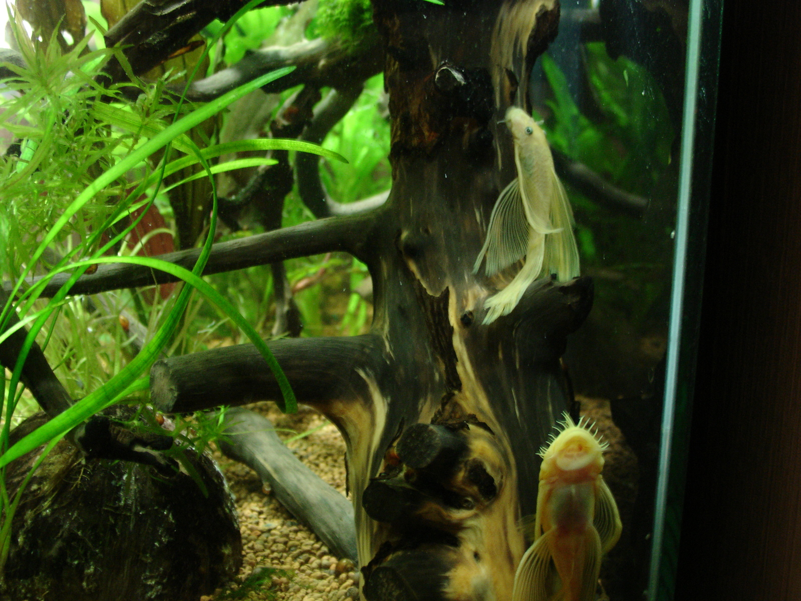 Veils - My, Aquarium, Aquarium fish, Ancistrus, Animals