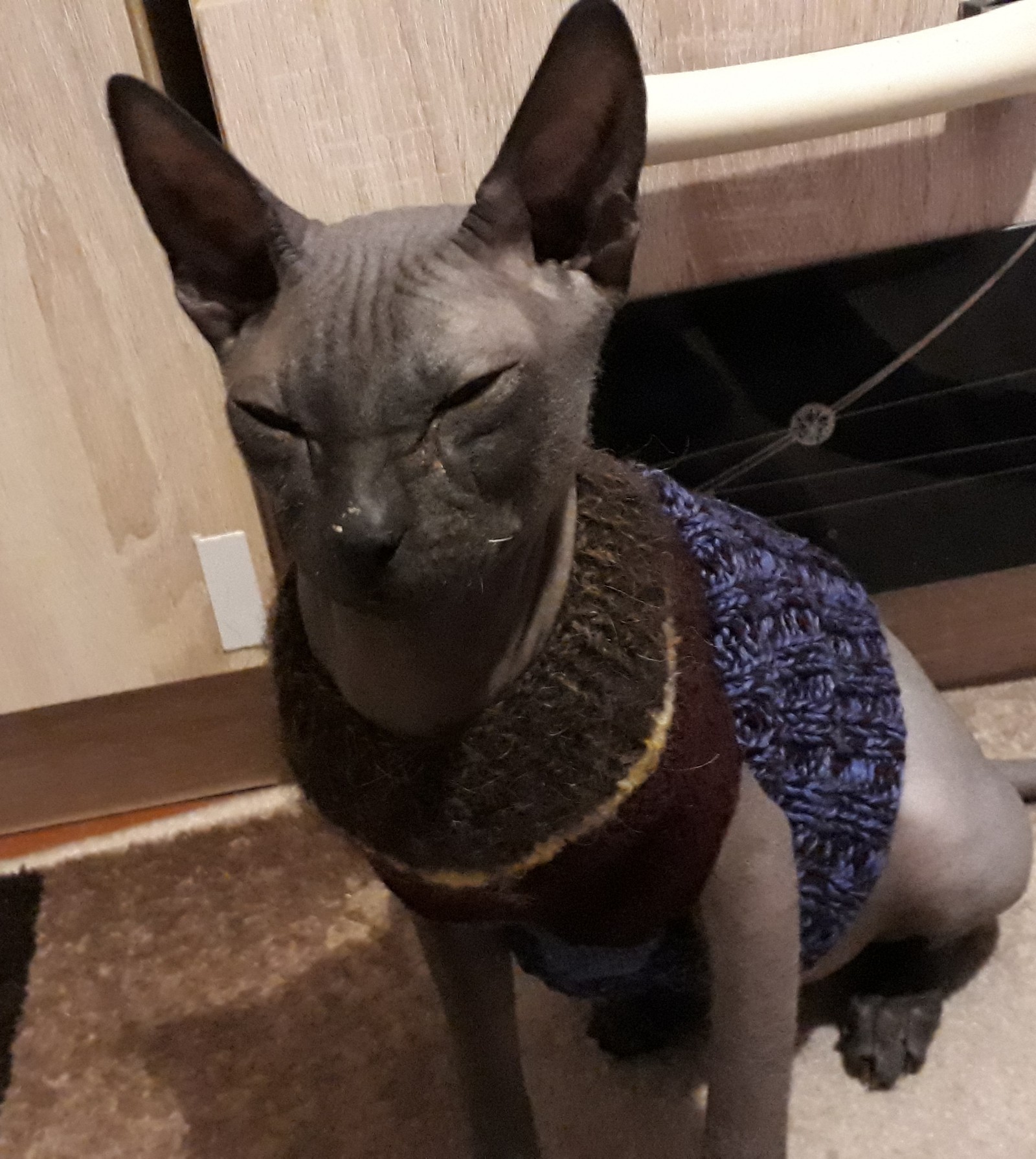 New thing. - My, Don Sphynx, Catomafia, Gray cat, Warming, cat, Grey