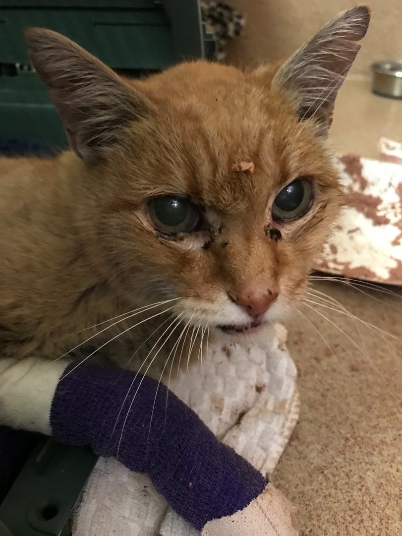 Four-legged fire victims - California, Fire, , Longpost, cat