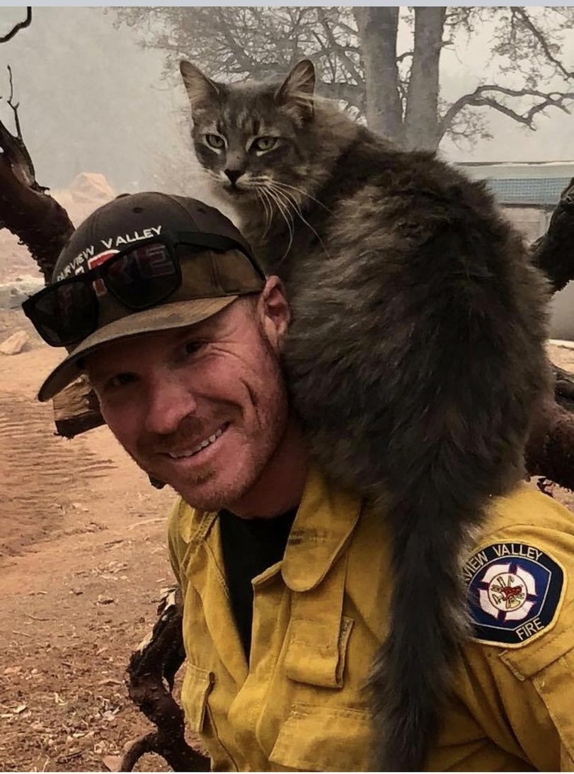 Four-legged fire victims - California, Fire, , Longpost, cat