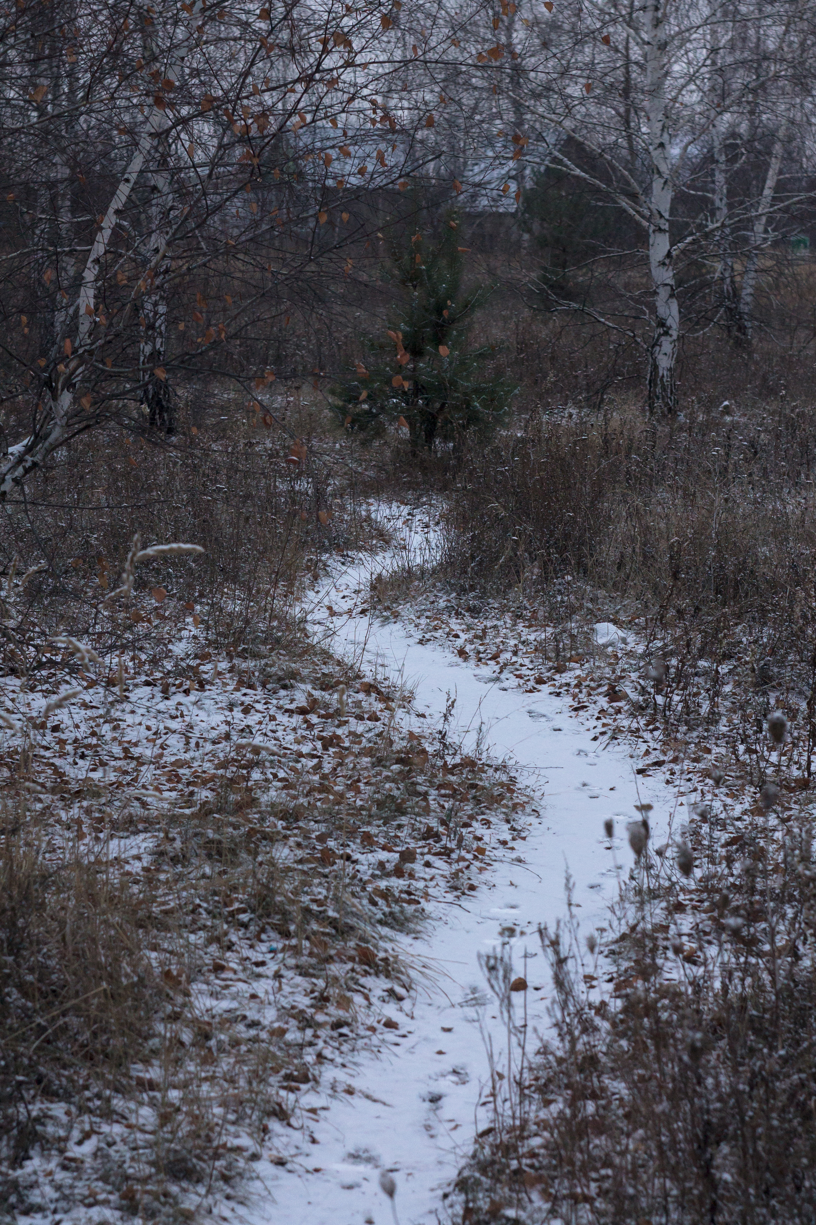 Yesterday the first snow fell in my city. He caught me on the way to the cottage. Good thing I took my camera with me. - My, Voronezh, Nature, The photo, Hiking, Canon, Landscape, Snow, Longpost