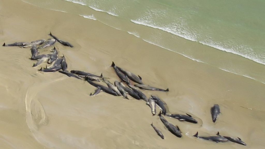 150 black dolphins washed ashore in New Zealand - Dolphin, Death, Mystery, Negative