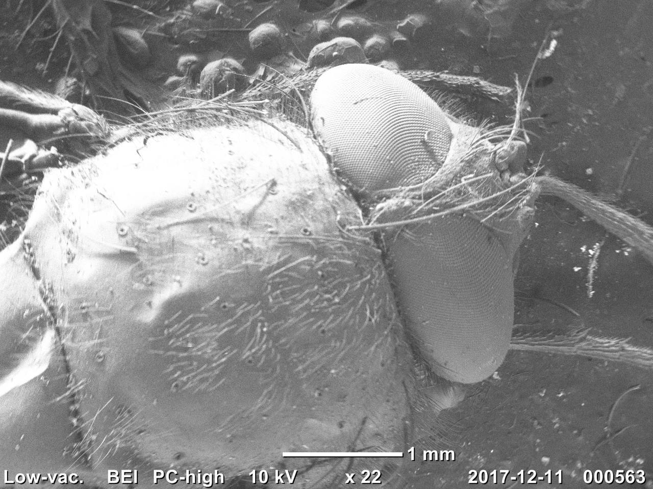 My insects under the electron microscope - My, Electron microscope, Insects, Муха, , The science, The photo, Longpost, Mealworm