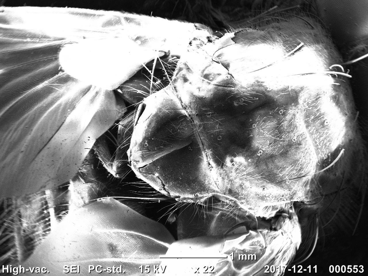 My insects under the electron microscope - My, Electron microscope, Insects, Муха, , The science, The photo, Longpost, Mealworm