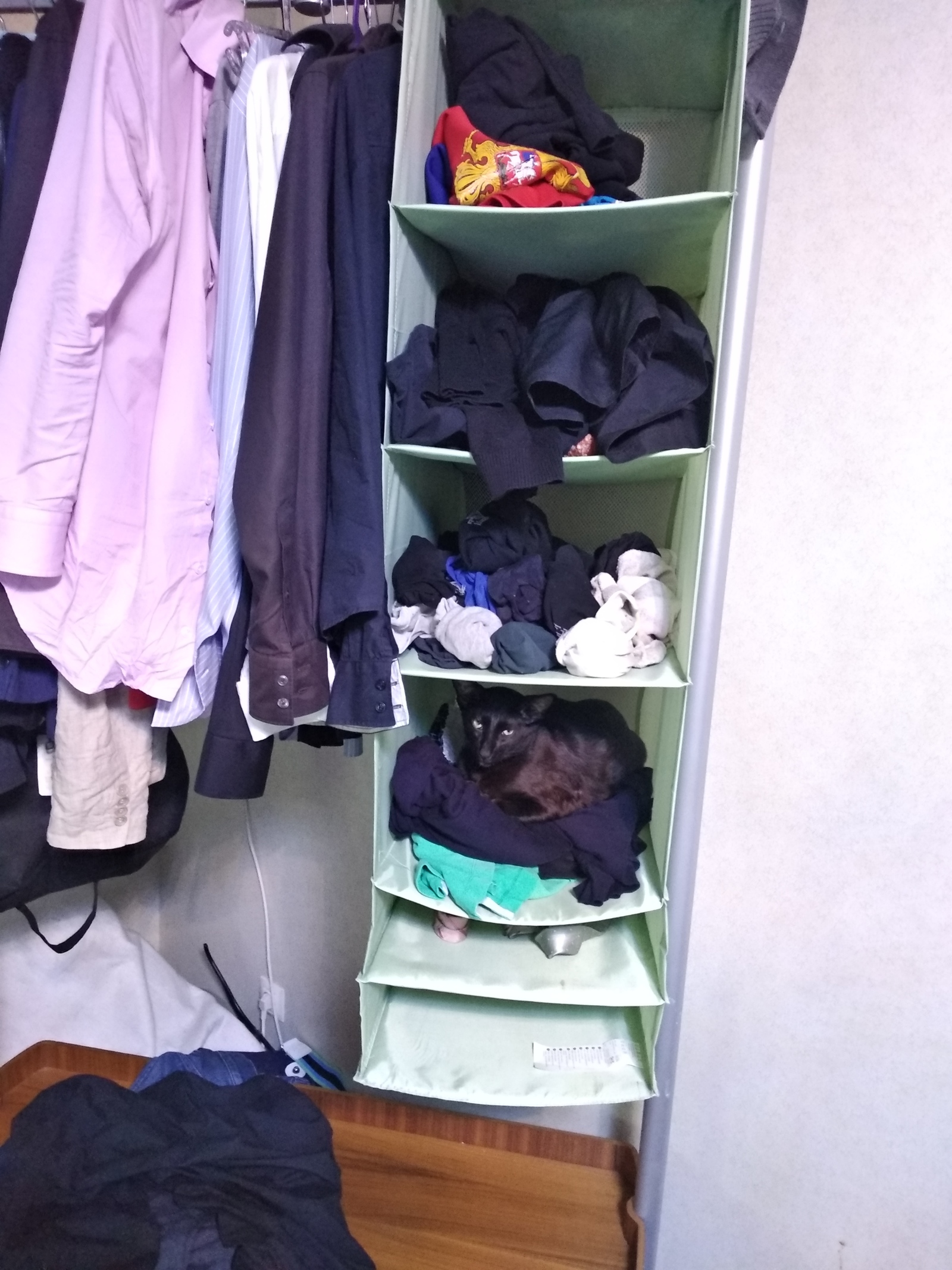 When clothes look at you - My, cat, Closet, Cloth