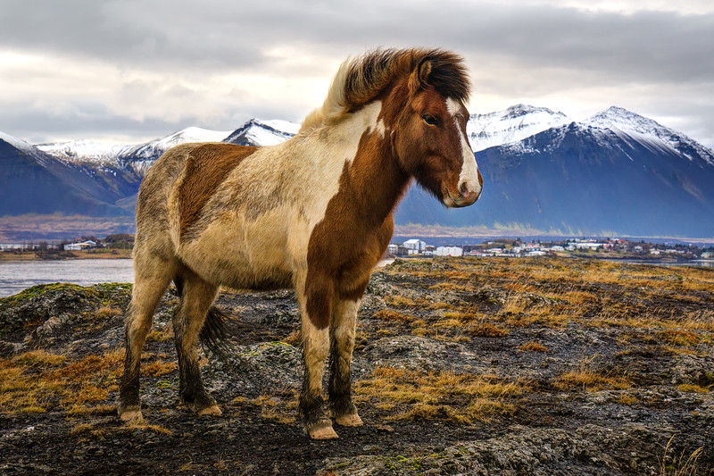 Icelandic horse - Horses, , Animals, Iceland