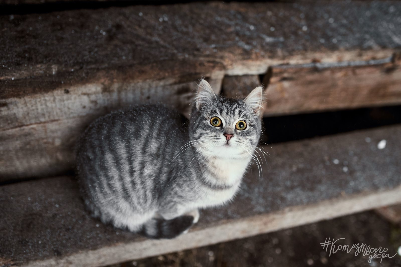 Териберская кошка | Пикабу
