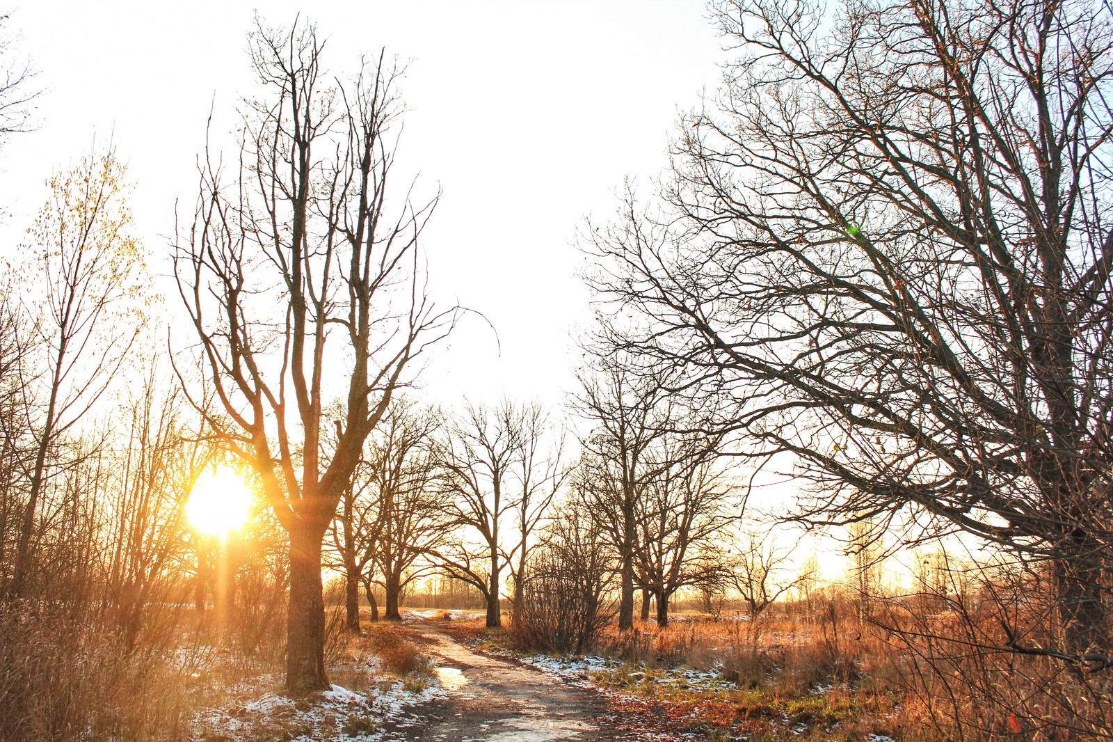 November sunset - My, Sunset, Beginning photographer, The photo, Forest, Longpost