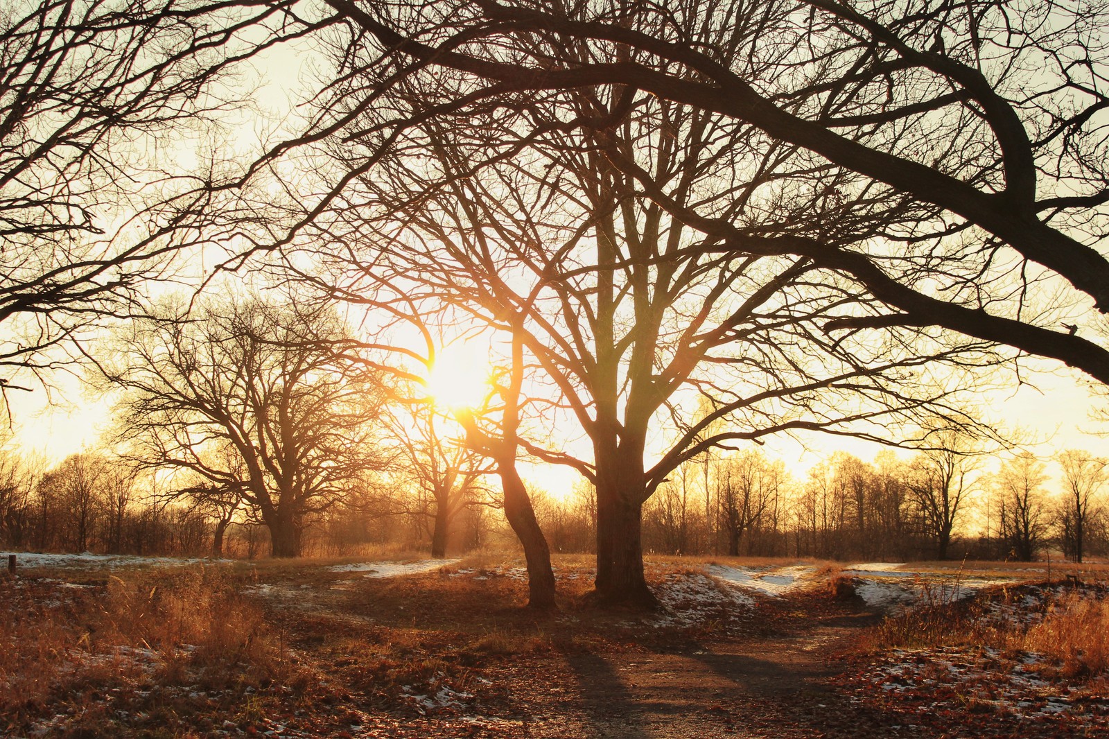 November sunset - My, Sunset, Beginning photographer, The photo, Forest, Longpost